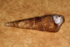 Maoricolpus roseus image