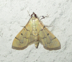 Psara atritermina