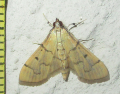 Psara atritermina