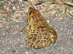 Hoplobatrachus crassus