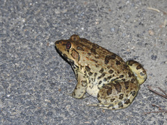 Hoplobatrachus crassus