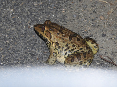 Hoplobatrachus crassus