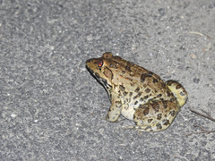 Hoplobatrachus crassus