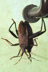 Coreidae