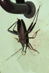 Coreidae