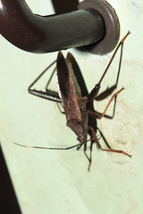 Coreidae