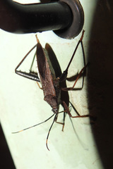 Coreidae