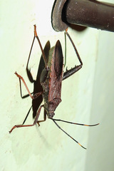 Coreidae