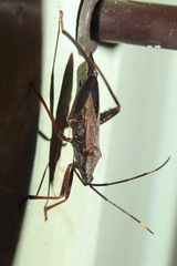 Coreidae
