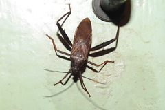 Coreidae