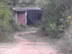 Sus scrofa cristatus