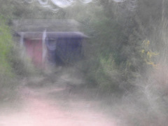 Sus scrofa cristatus