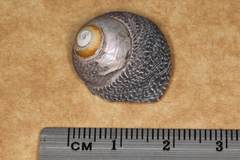 Chlorodiloma adelaidae