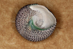 Chlorodiloma adelaidae