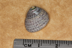 Chlorodiloma adelaidae