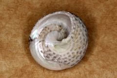 Chlorodiloma adelaidae