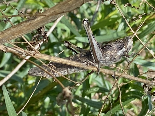 iNaturalist observation photo of Gray Bird Grasshopper