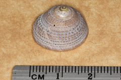Clanculus limbatus