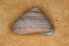 Clanculus limbatus