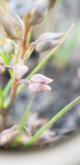 Lepidium oxycarpum