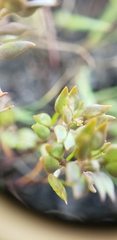Lepidium oxycarpum