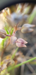 Lepidium oxycarpum
