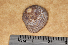 Clanculus limbatus