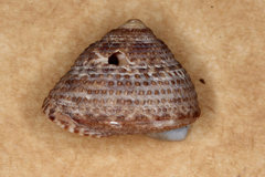 Clanculus limbatus