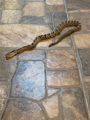 Crotalus culminatus