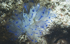 Clavelina australis
