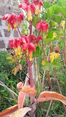 Kalanchoe gastonis-bonnieri