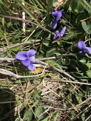 Viola adunca adunca