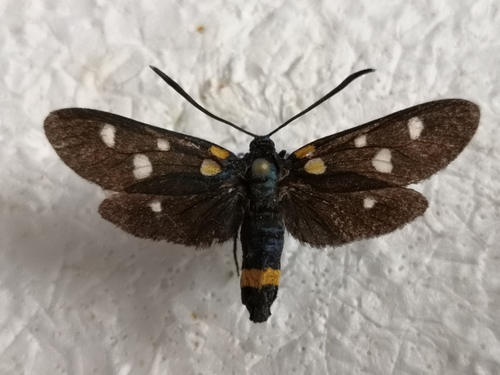 Vretienka ranostajová (Zygaena ephialtes)