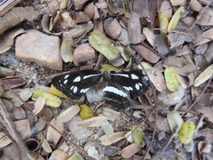 Neptis jumbah nalanda