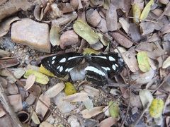 Neptis jumbah nalanda