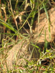 Paragomphus lineatus
