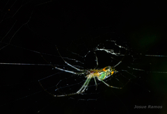 Leucauge mariana