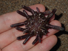 Phyllacanthus parvispinus