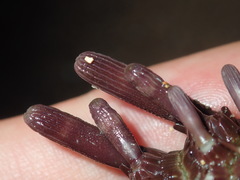 Phyllacanthus parvispinus