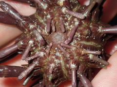 Phyllacanthus parvispinus