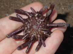 Phyllacanthus parvispinus