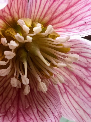 Tibetan hellebore (Helleborus thibetanus)