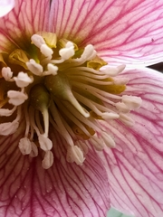 Helleborus thibetanus