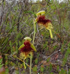 Calochilus grandiflorus