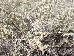 Atriplex spinifera