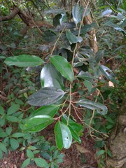 Cryptocarya chinensis