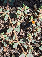 Creophilus erythrocephalus
