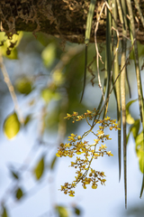 Trichocentrum brachyphyllum