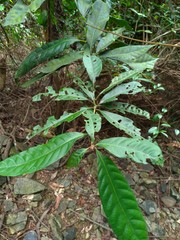 Lithocarpus brevicaudatus