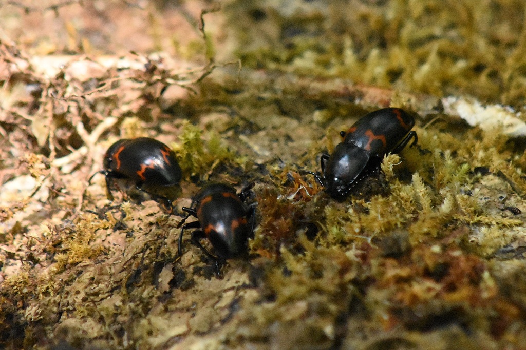 Apteronesitis